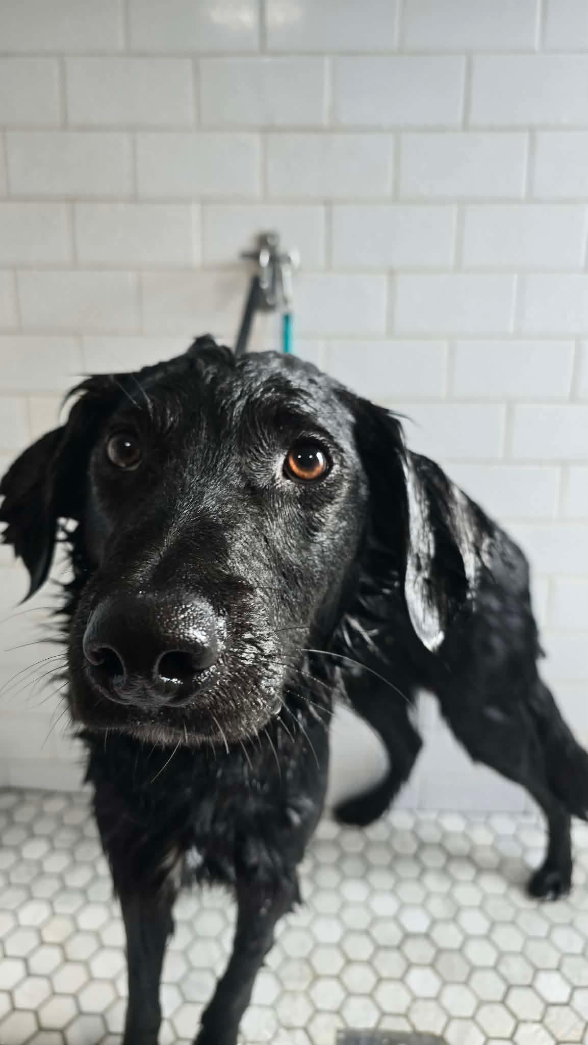 Enlarge Fritz, a Adoptable mixed breed in Parrish, FL image 2/6