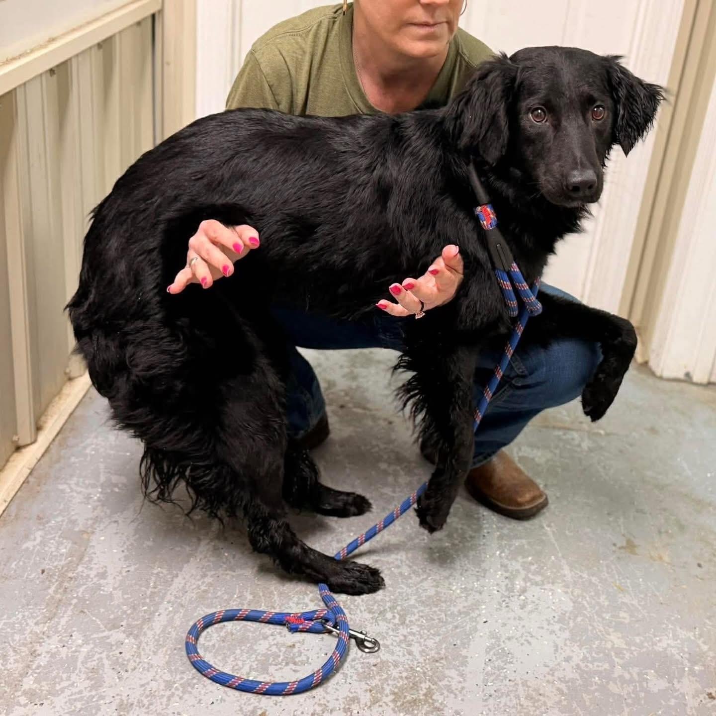 Enlarge Fritz, a Adoptable mixed breed in Parrish, FL image 3/6