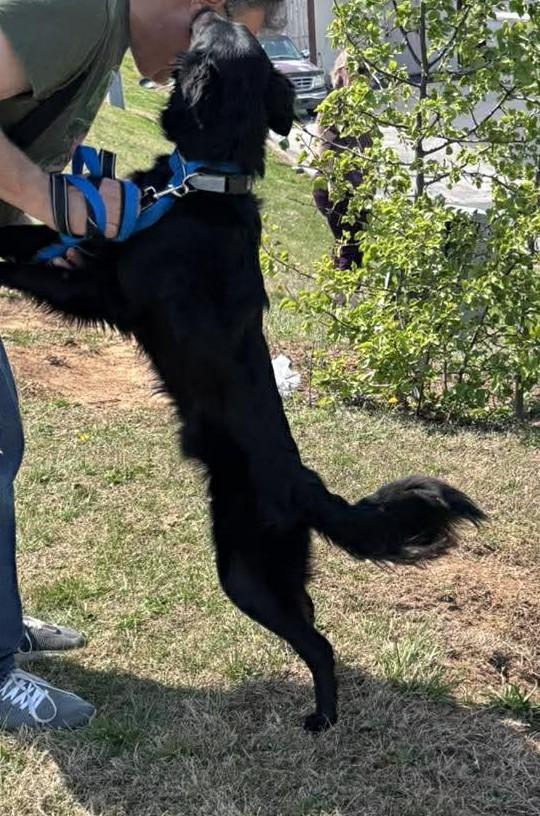 Enlarge Fritz, a Adoptable mixed breed in Parrish, FL image 4/6