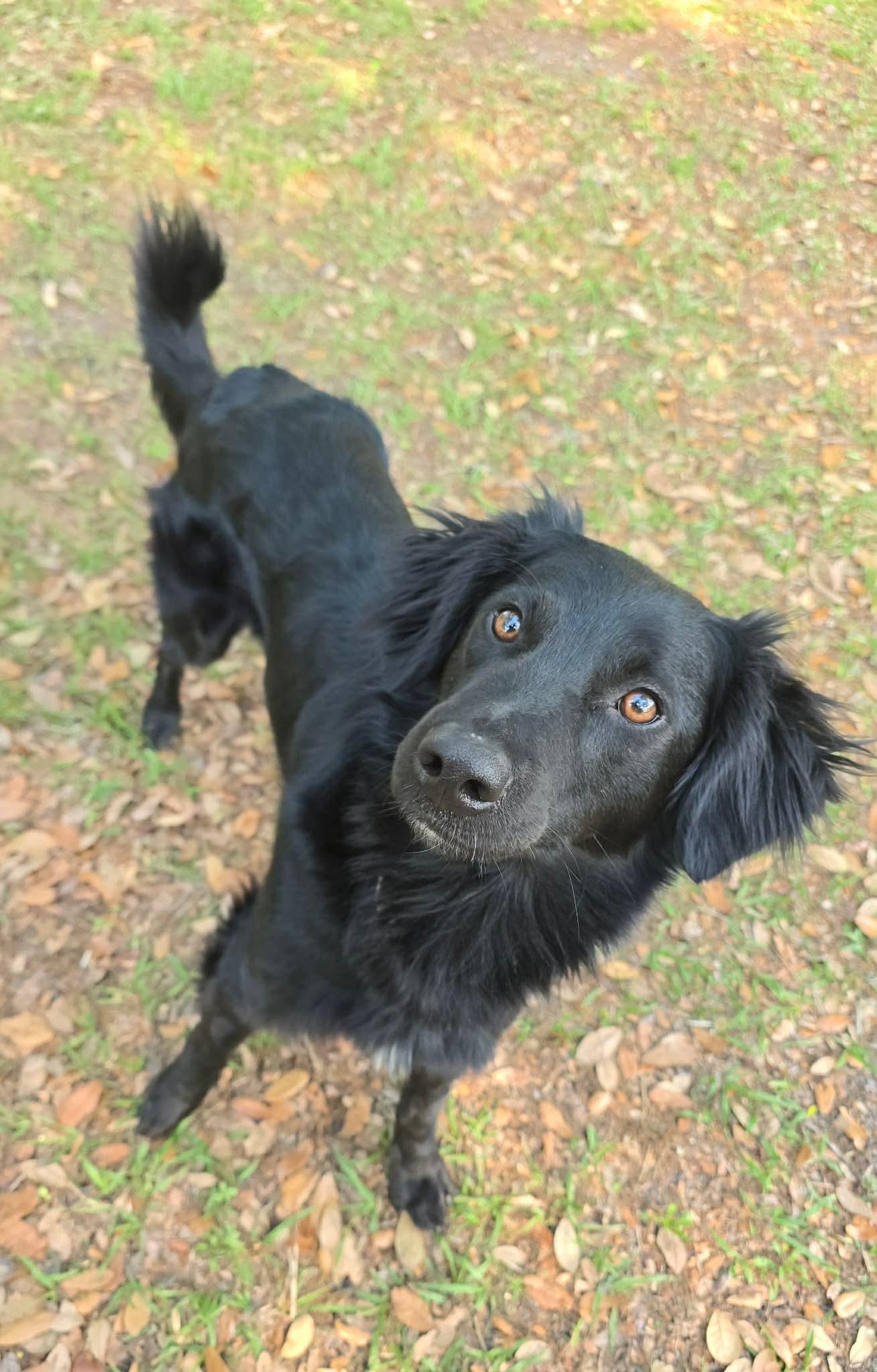Enlarge Fritz, a Adoptable mixed breed in Parrish, FL image 5/6