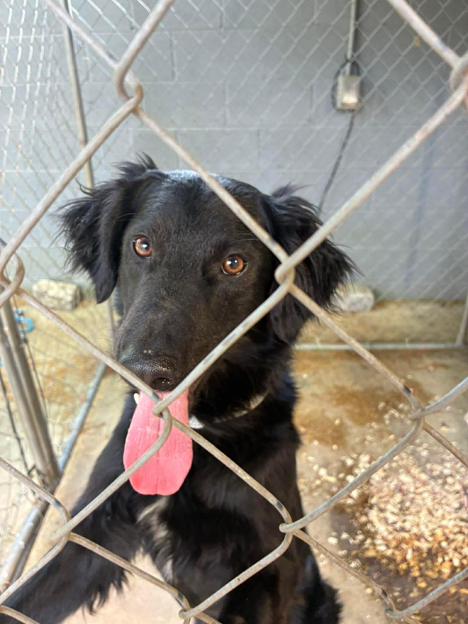 Enlarge Fritz, a Adoptable mixed breed in Parrish, FL image 6/6