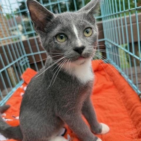 Panda, a Adoptable Domestic Short Hair in Atwater, OH image 2/5