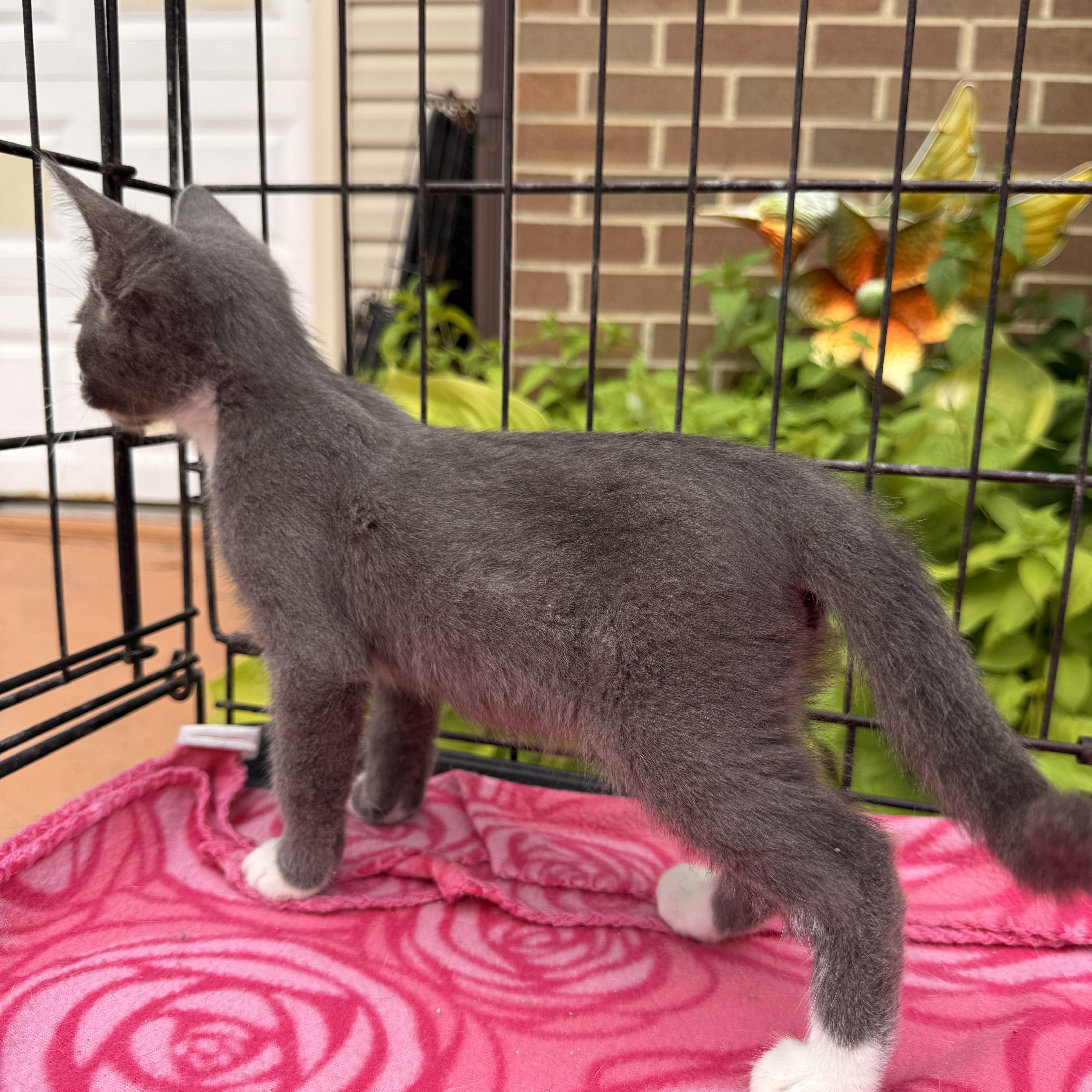 Panda, a Adoptable Domestic Short Hair in Atwater, OH image 3/5