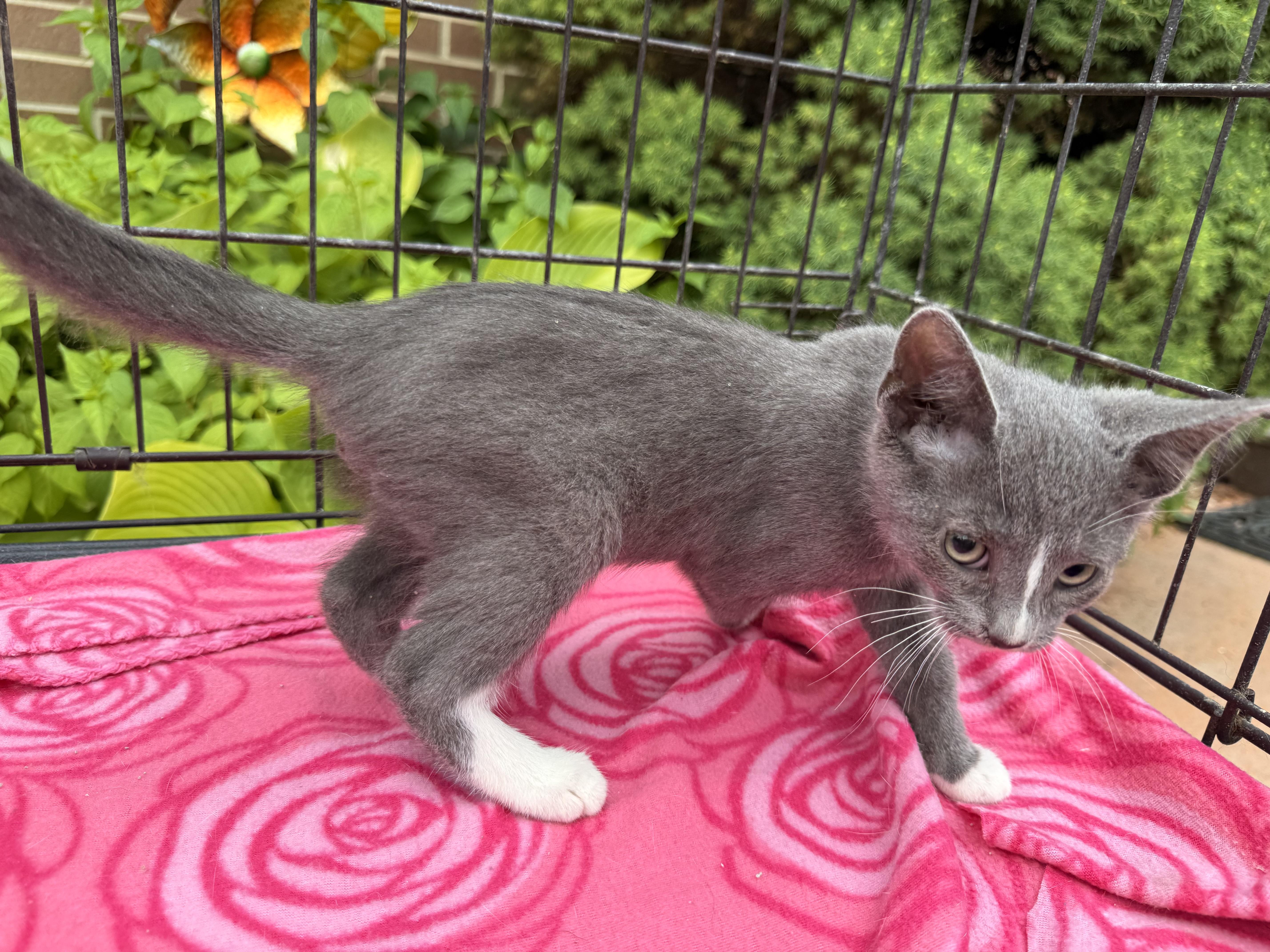 Panda, a Adoptable Domestic Short Hair in Atwater, OH image 4/5