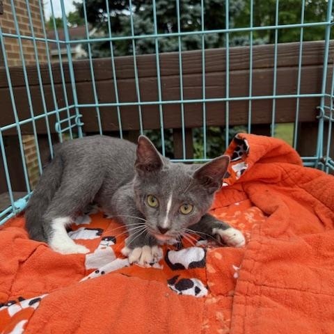 Panda, a Adoptable Domestic Short Hair in Atwater, OH image 1/5