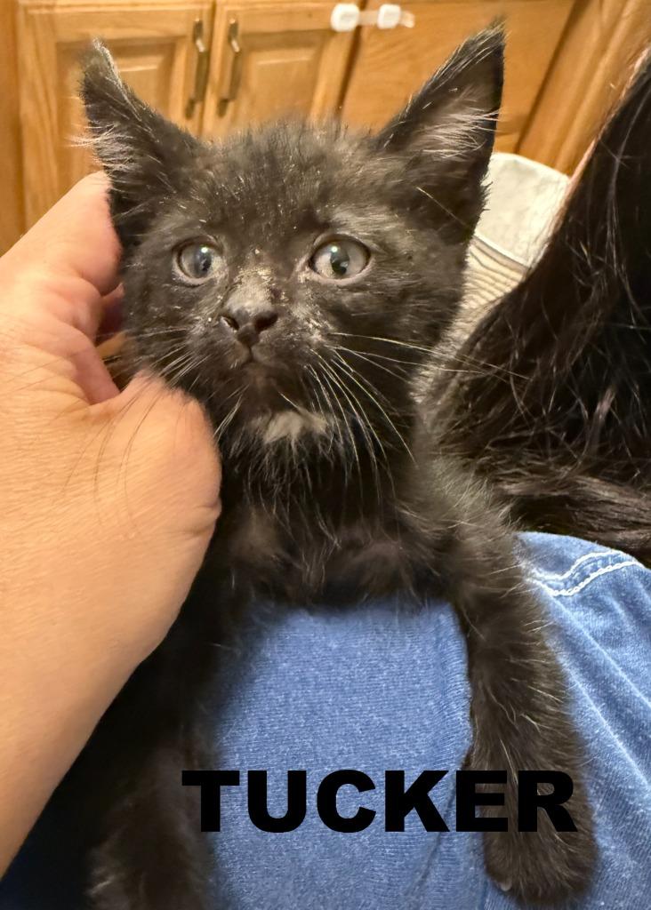 Tucker Tuck, Adoptable, Kitten Male Domestic Short Hair.