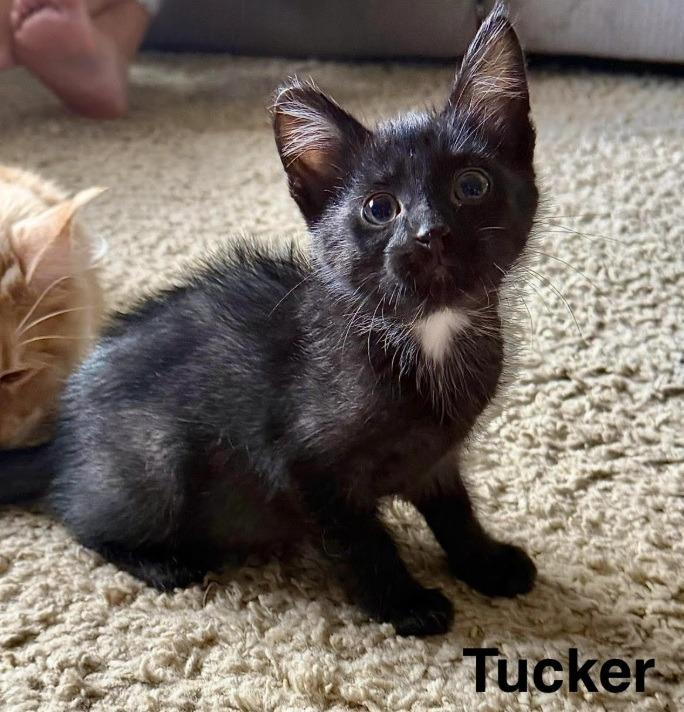 Enlarge Tucker Tuck, a Adoptable mixed breed in Owatonna, MN image 3/3