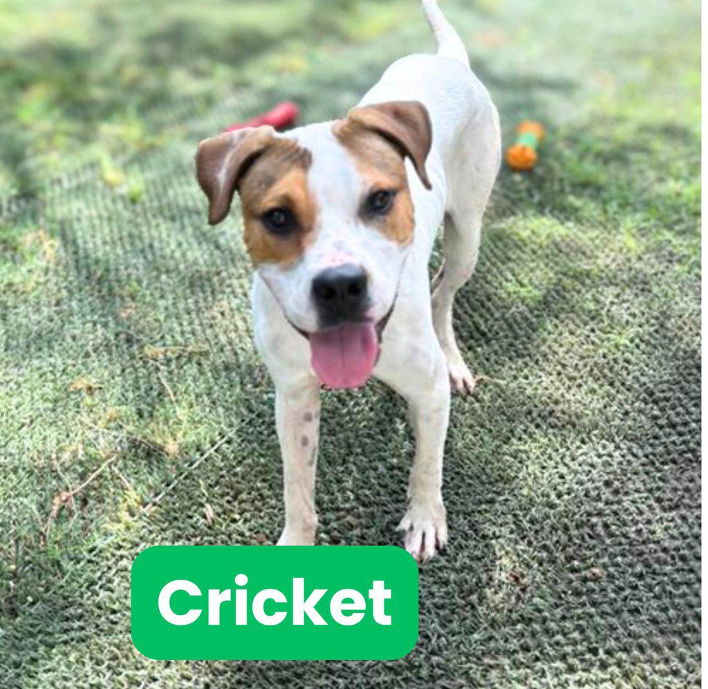 Cricket