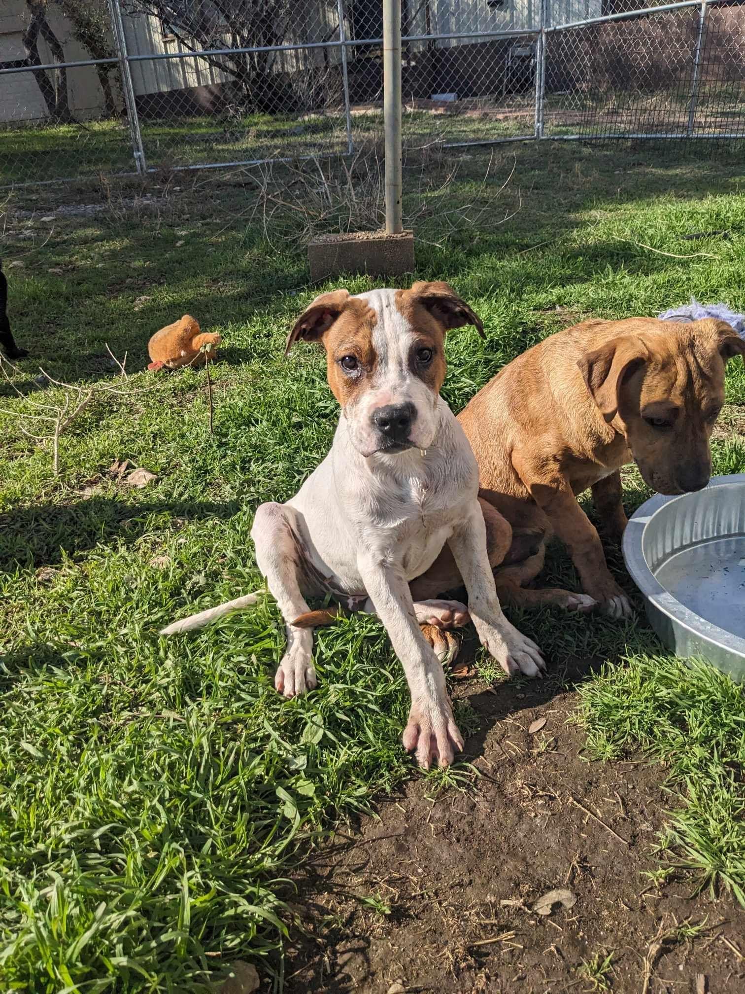 Cricket, Baby Male Pit Bull Terrier