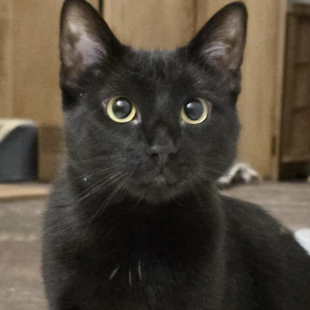 Enlarge Luna, a Adoptable Domestic Short Hair in WOODSTOCK, ON image 1/1