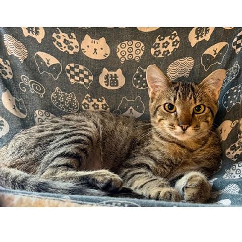 Rue, ADOPTABLE, Kitten Female Tabby.