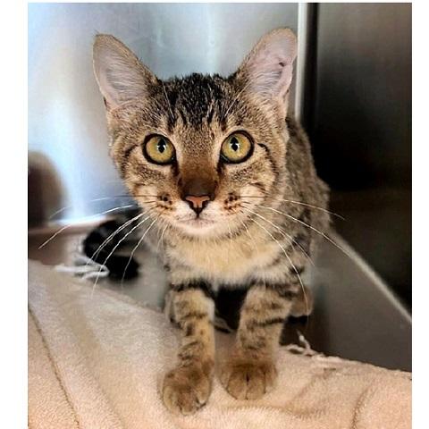 Enlarge Rue, a ADOPTABLE Tabby in Salt Lake City, UT image 2/2