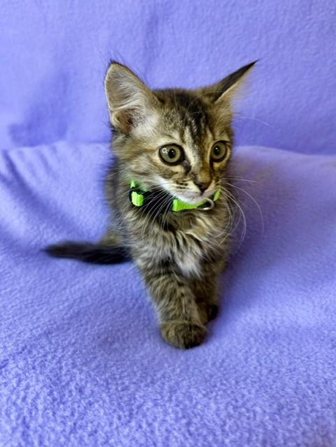 Enlarge Penelope, a ADOPTABLE Torbie in Comfort, TX image 3/3