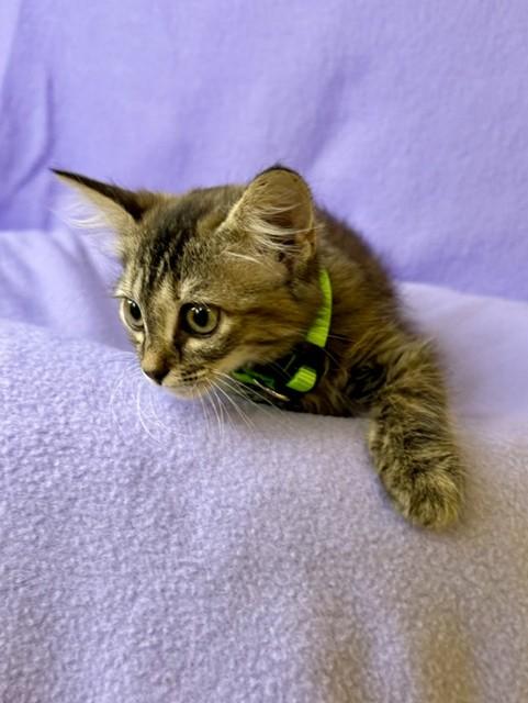 Enlarge Penelope, a ADOPTABLE Torbie in Comfort, TX image 2/3