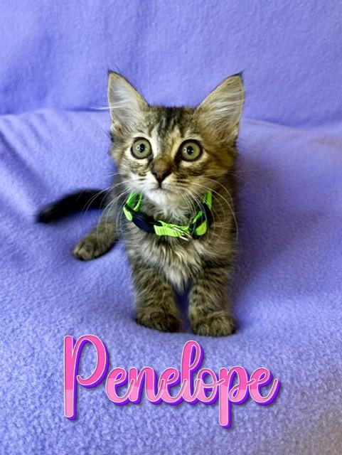 Penelope, ADOPTABLE, Kitten Female Torbie.