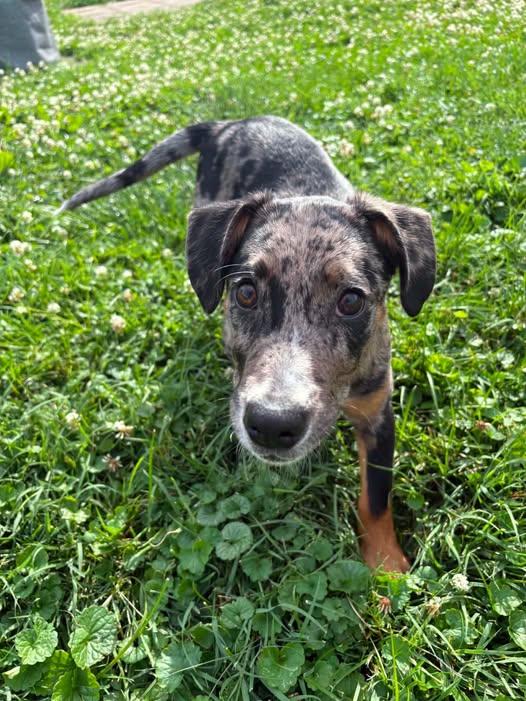 Skye, an adopted Mixed Breed in Nottingham, MD image 4/4
