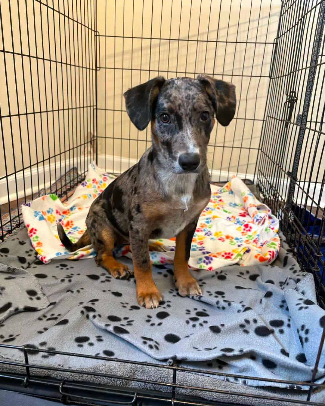 Skye, an adopted Mixed Breed in Nottingham, MD image 3/4