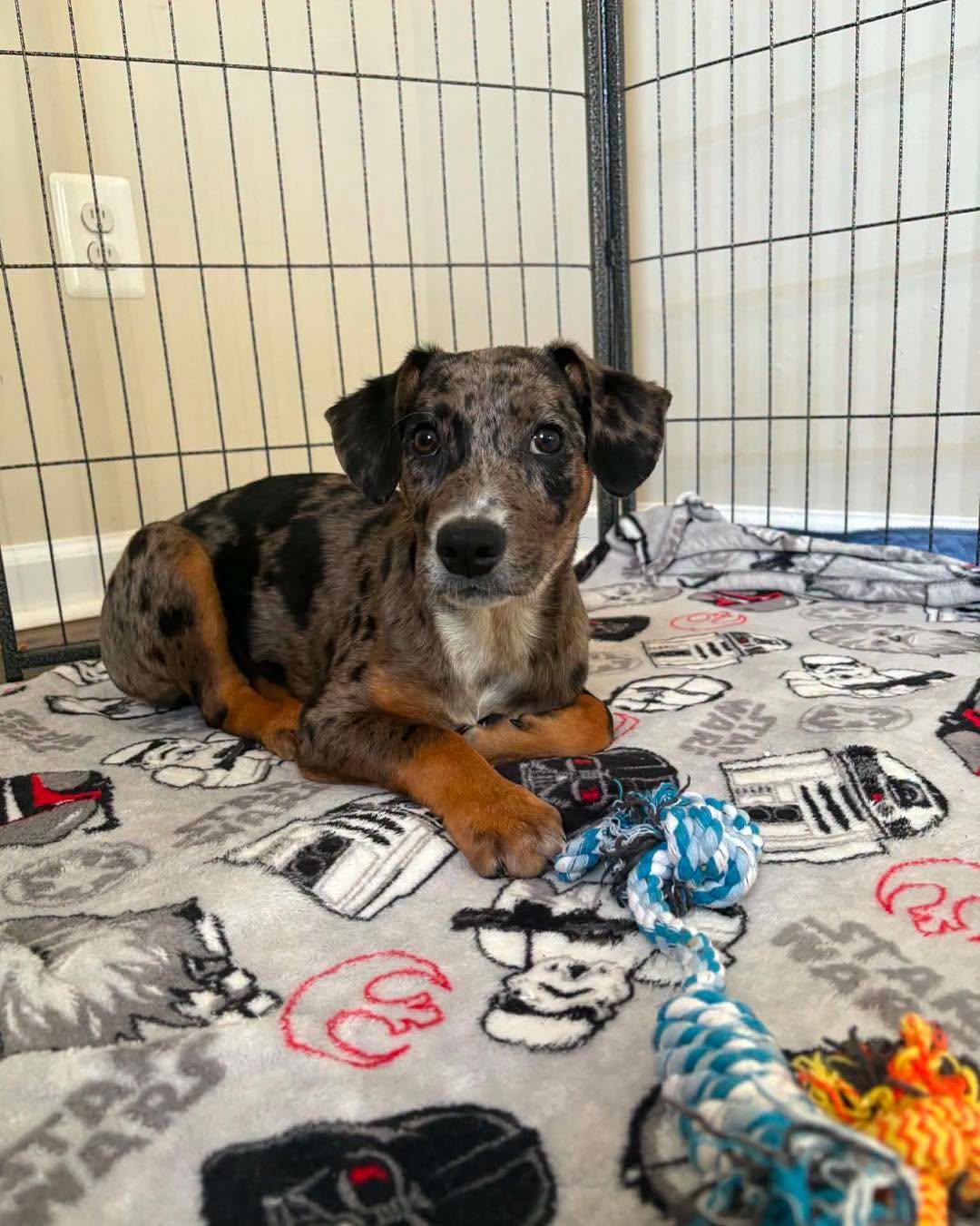 Skye, an adopted Mixed Breed in Nottingham, MD image 1/4