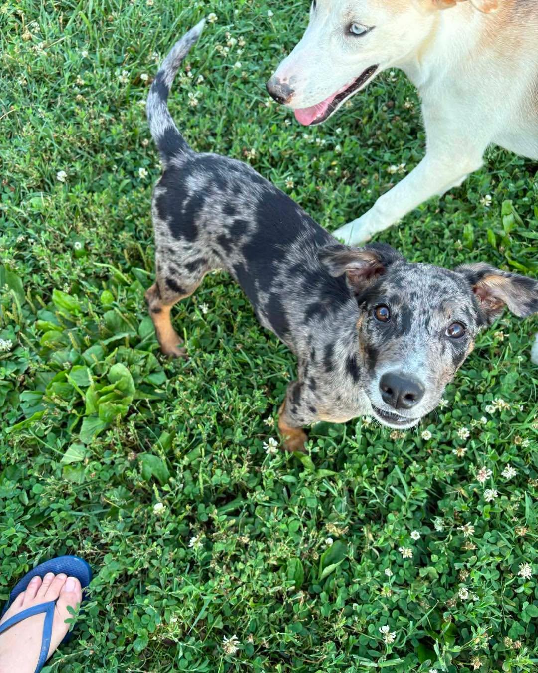 Skye, an adopted Mixed Breed in Nottingham, MD image 2/4
