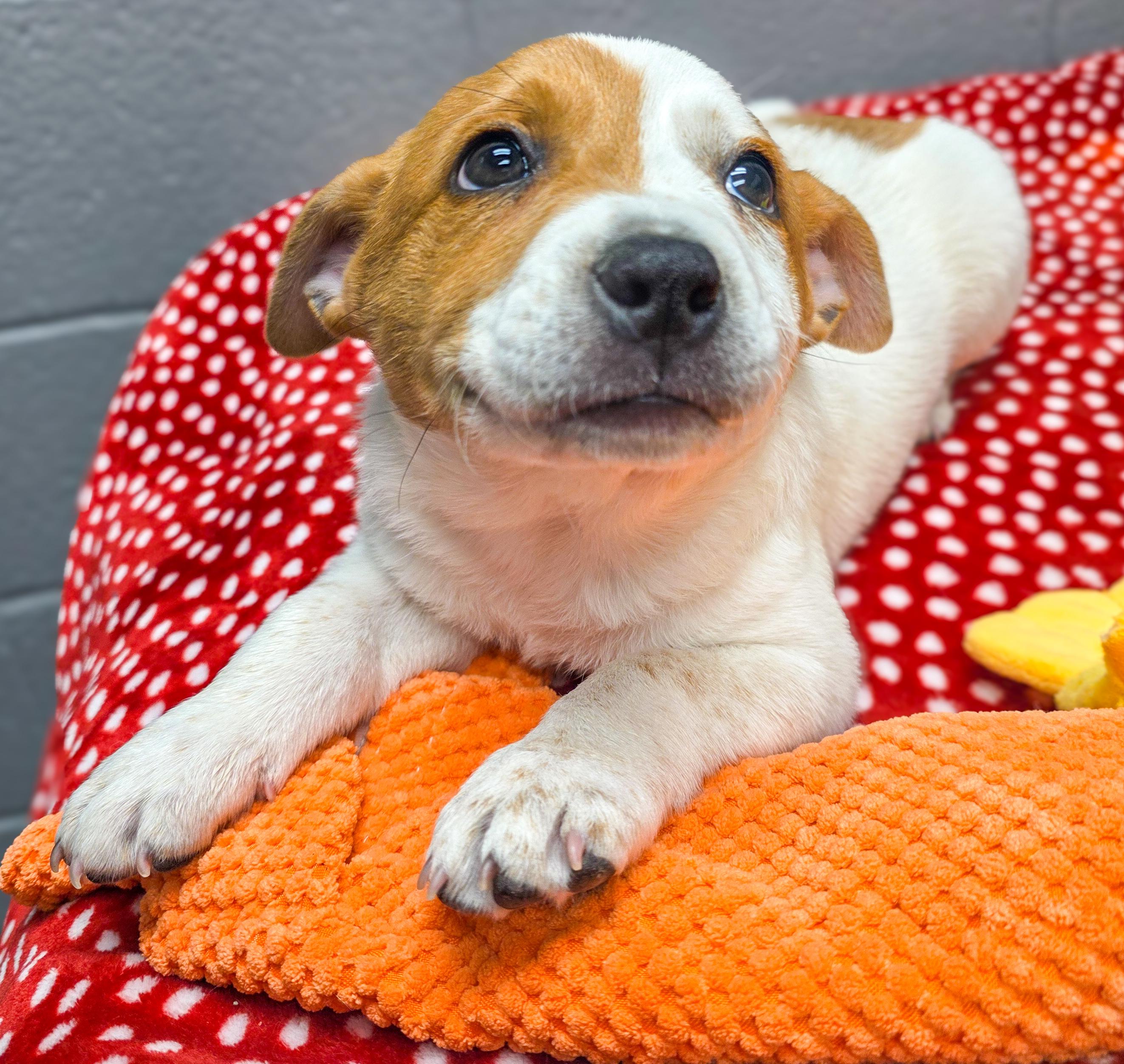 Enlarge Spot, an adopted Australian Cattle Dog / Blue Heeler in Renton, WA image 4/4