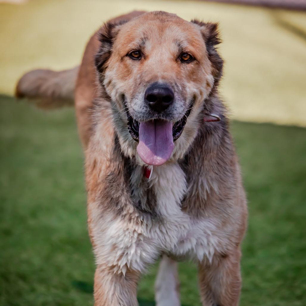 Scarlett A5701980, Adoptable, Adult Female Anatolian Shepherd.