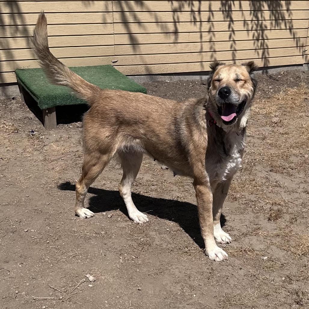 Scarlett A5701980, a Adoptable Anatolian Shepherd in Mission Hills, CA image 1/6