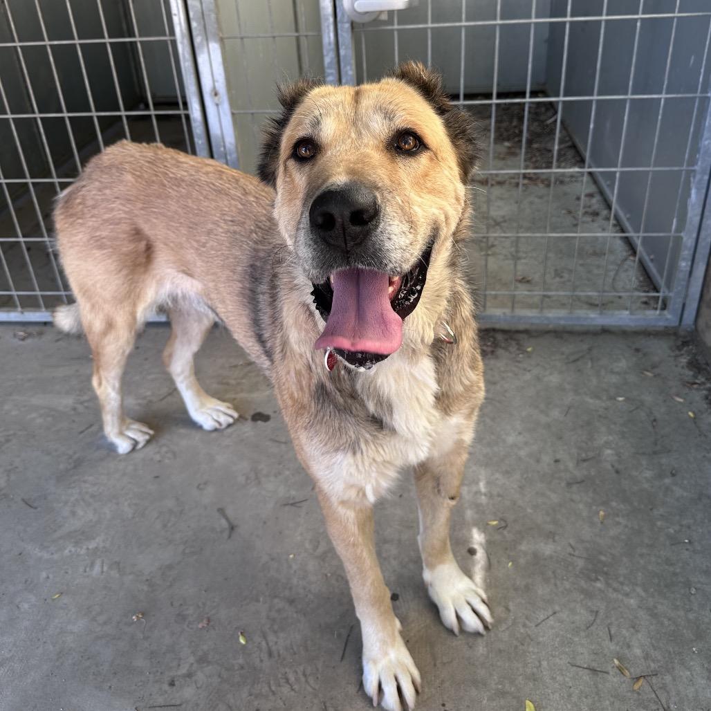Scarlett A5701980, a Adoptable Anatolian Shepherd in Mission Hills, CA image 3/6
