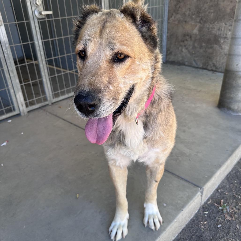 Scarlett A5701980, a Adoptable Anatolian Shepherd in Mission Hills, CA image 4/6