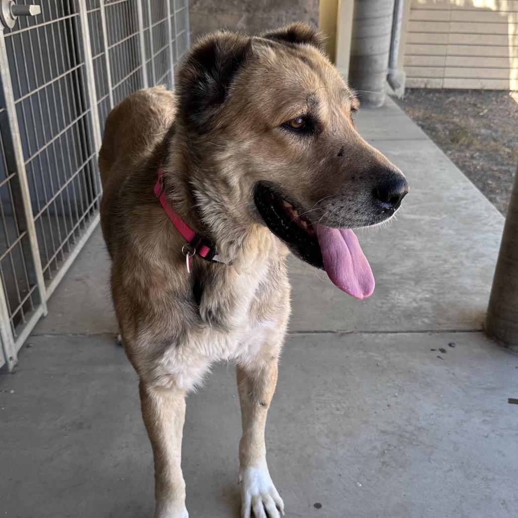 Scarlett A5701980, a Adoptable Anatolian Shepherd in Mission Hills, CA image 5/6
