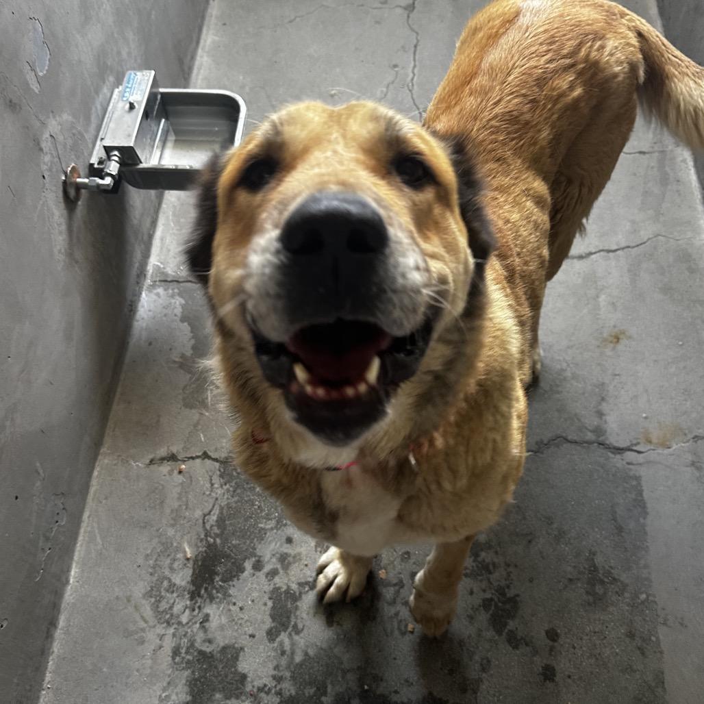 Scarlett A5701980, a Adoptable Anatolian Shepherd in Mission Hills, CA image 6/6