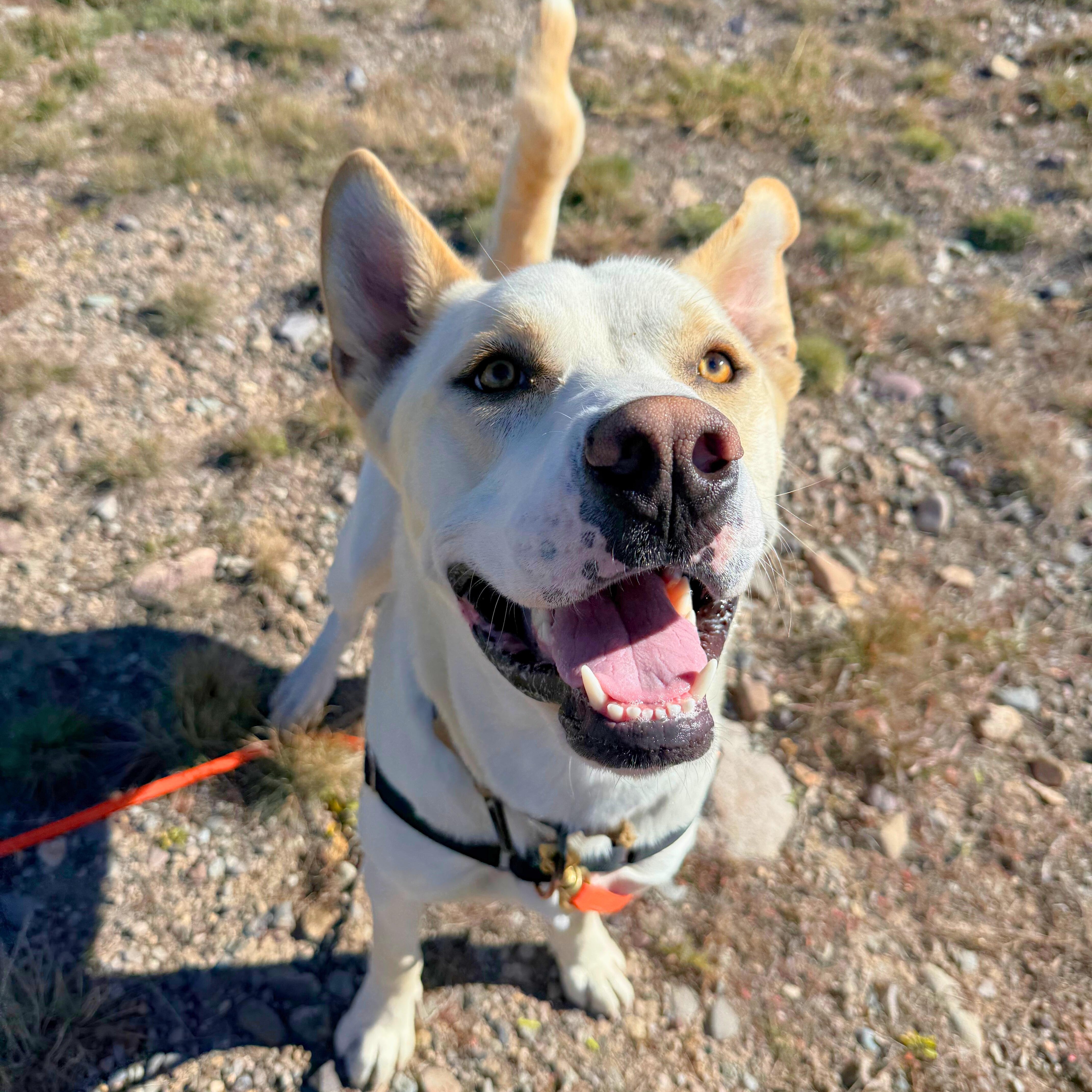 Buddy, a Adoptable mixed breed in Ridgway, CO image 1/6