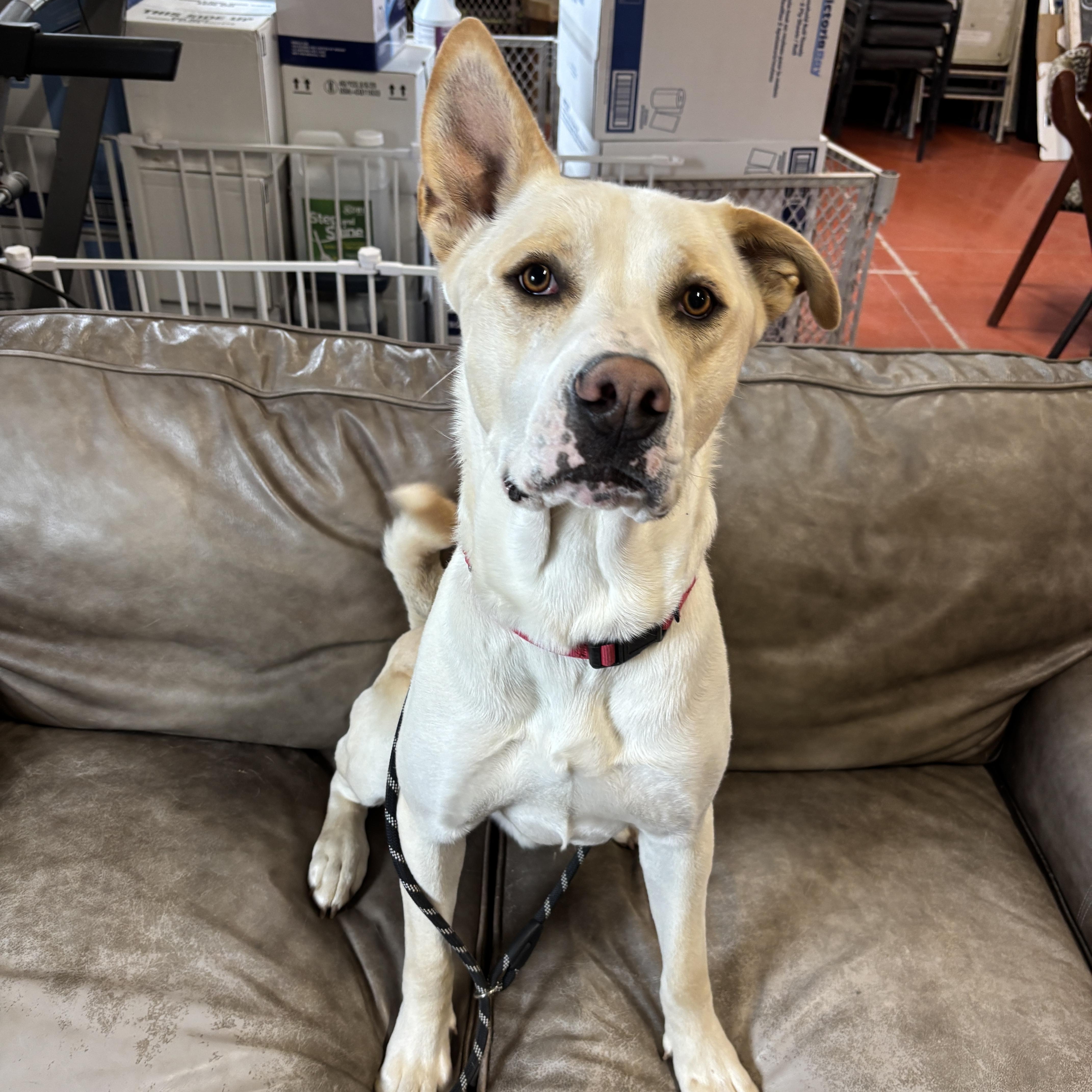 Enlarge Buddy, an adoptable mixed breed in Ridgway, CO image 2/6