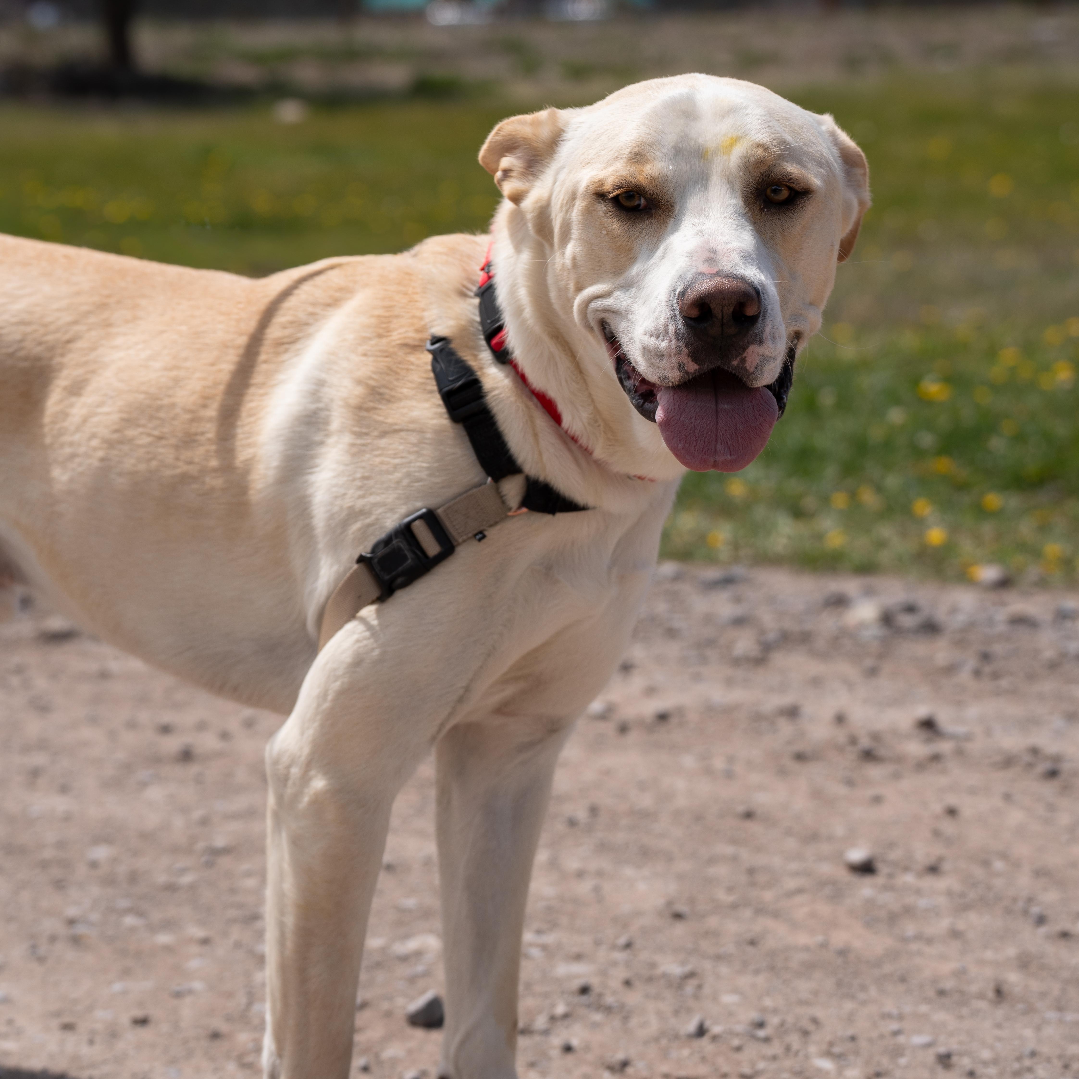 Enlarge Buddy, an adoptable mixed breed in Ridgway, CO image 2/6