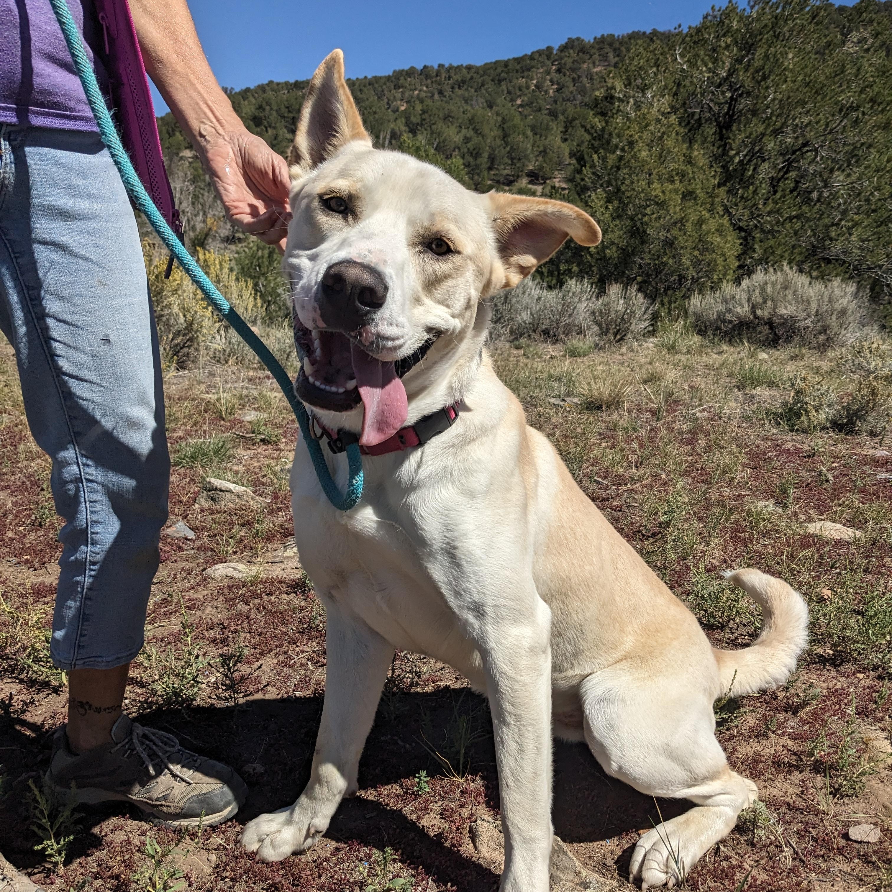 Buddy, a Adoptable mixed breed in Ridgway, CO image 3/6