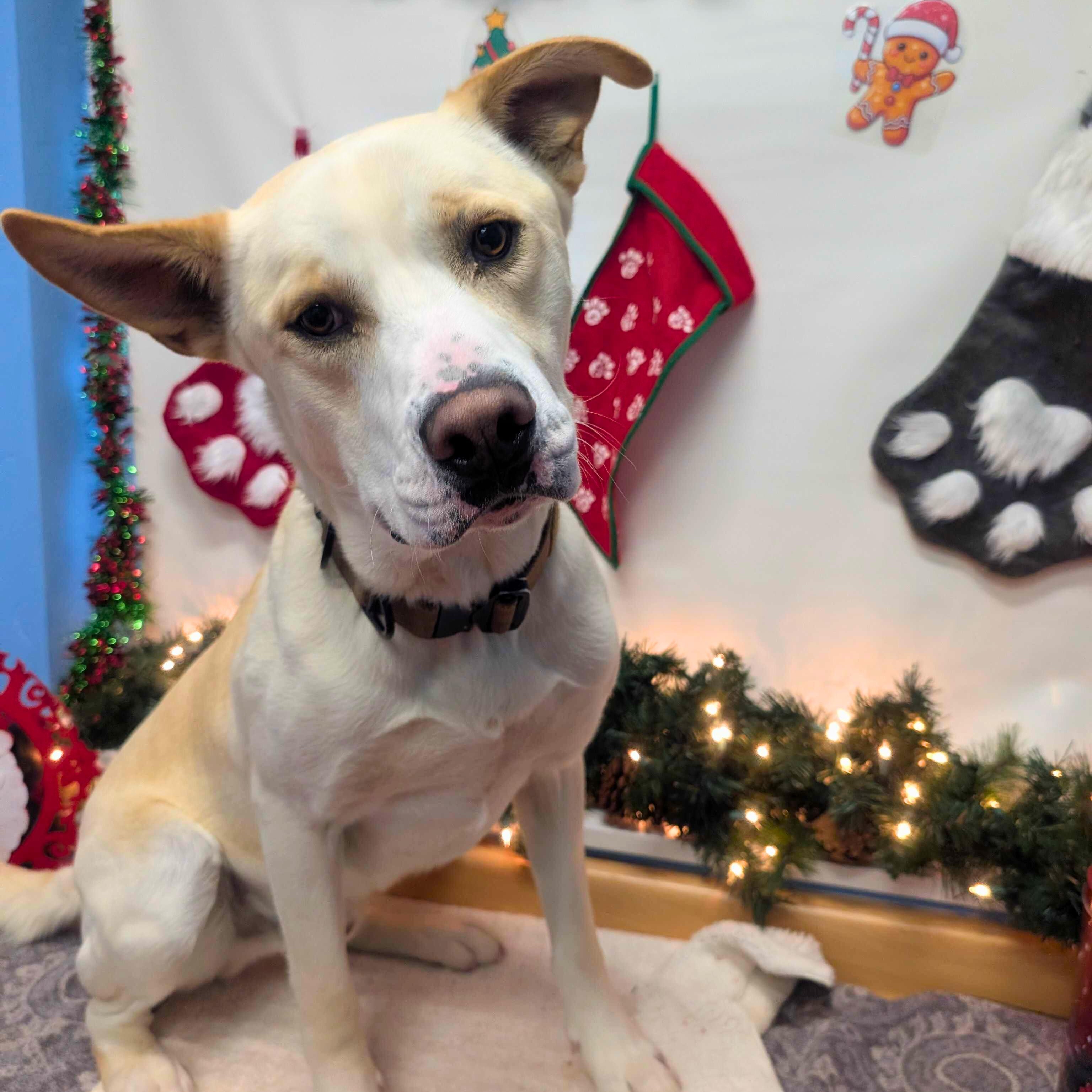 Buddy, a Adoptable mixed breed in Ridgway, CO image 2/6