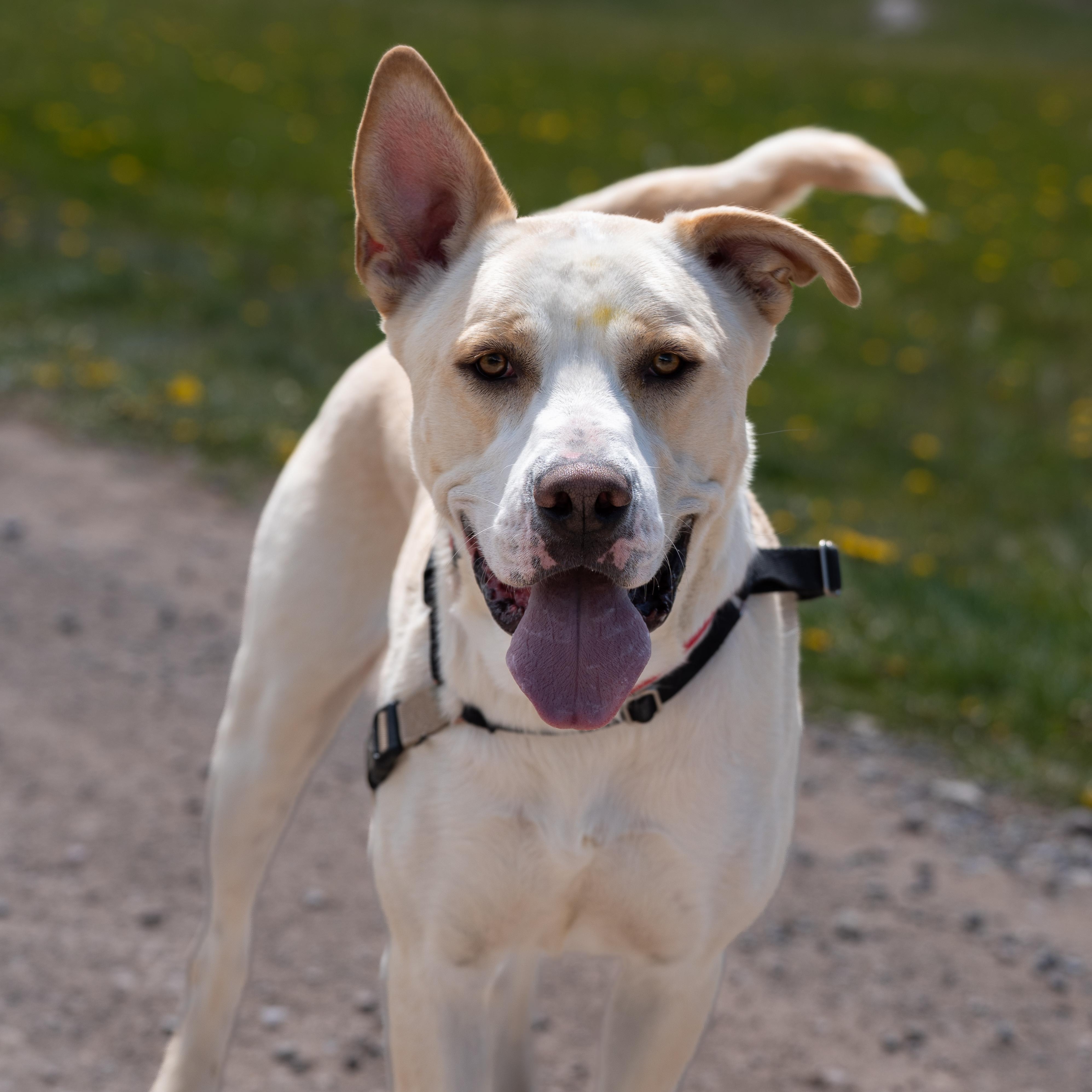 Enlarge Buddy, an adoptable mixed breed in Ridgway, CO image 3/6