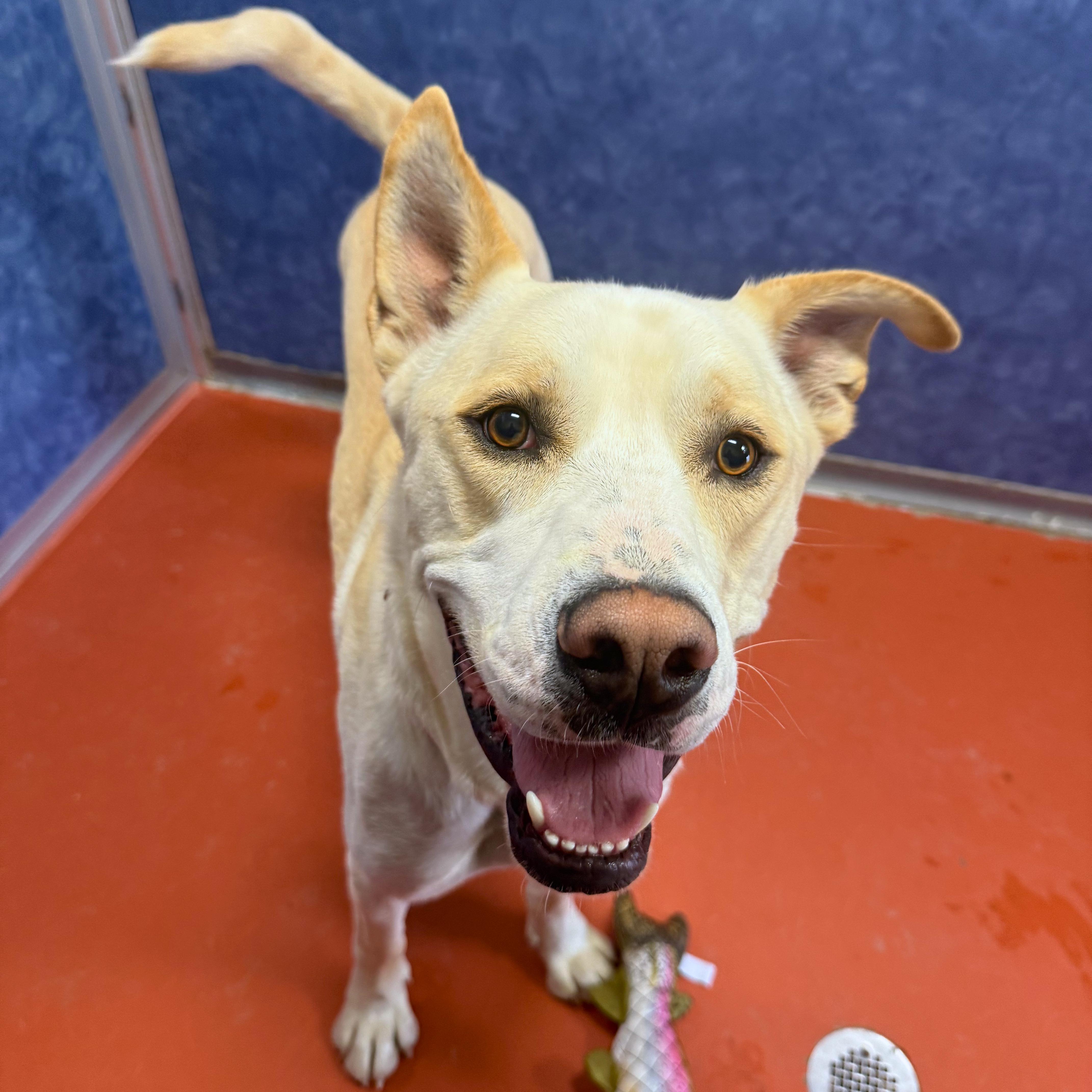 Buddy, adoptable, Young Male Mixed Breed.