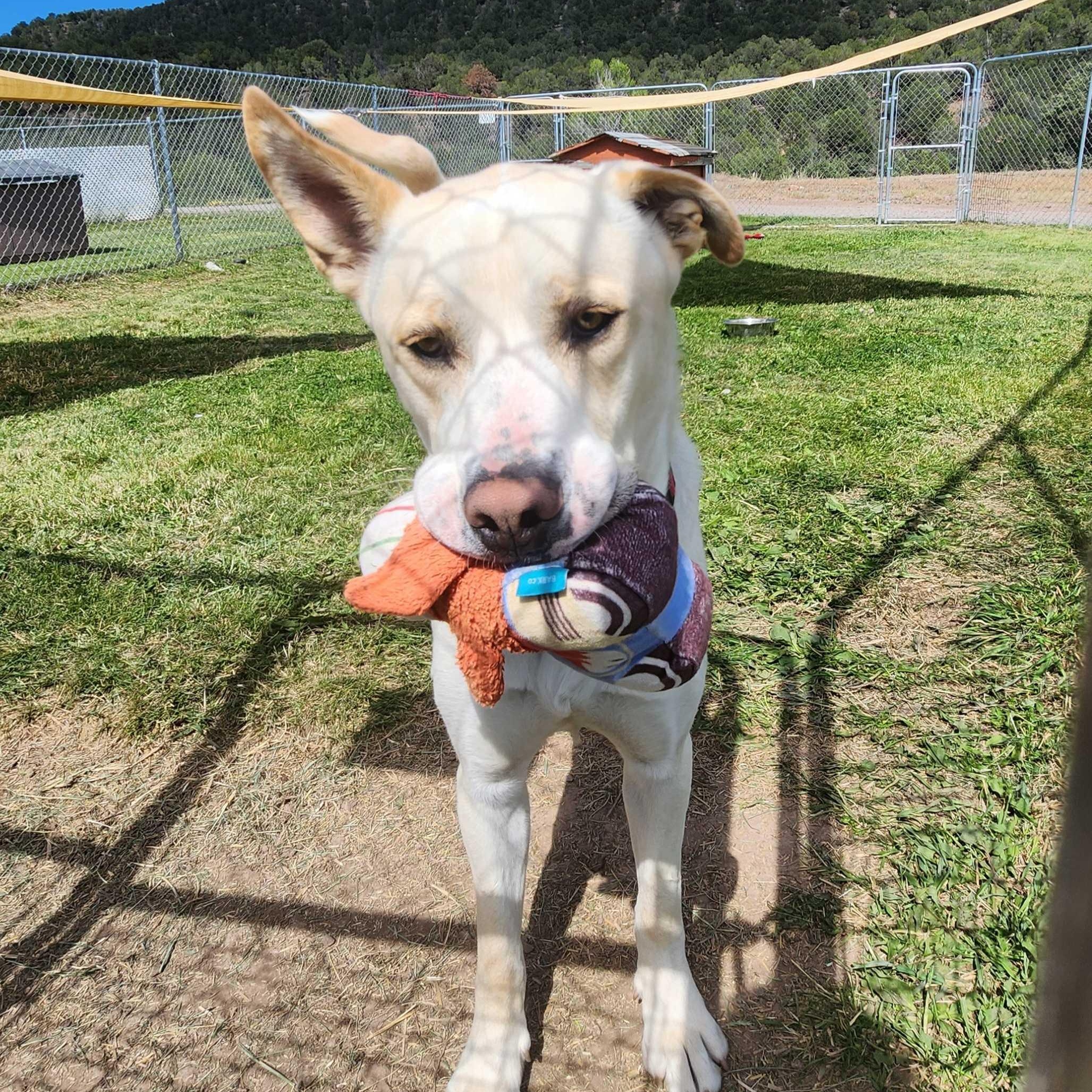 Enlarge Buddy, an adoptable mixed breed in Ridgway, CO image 5/6