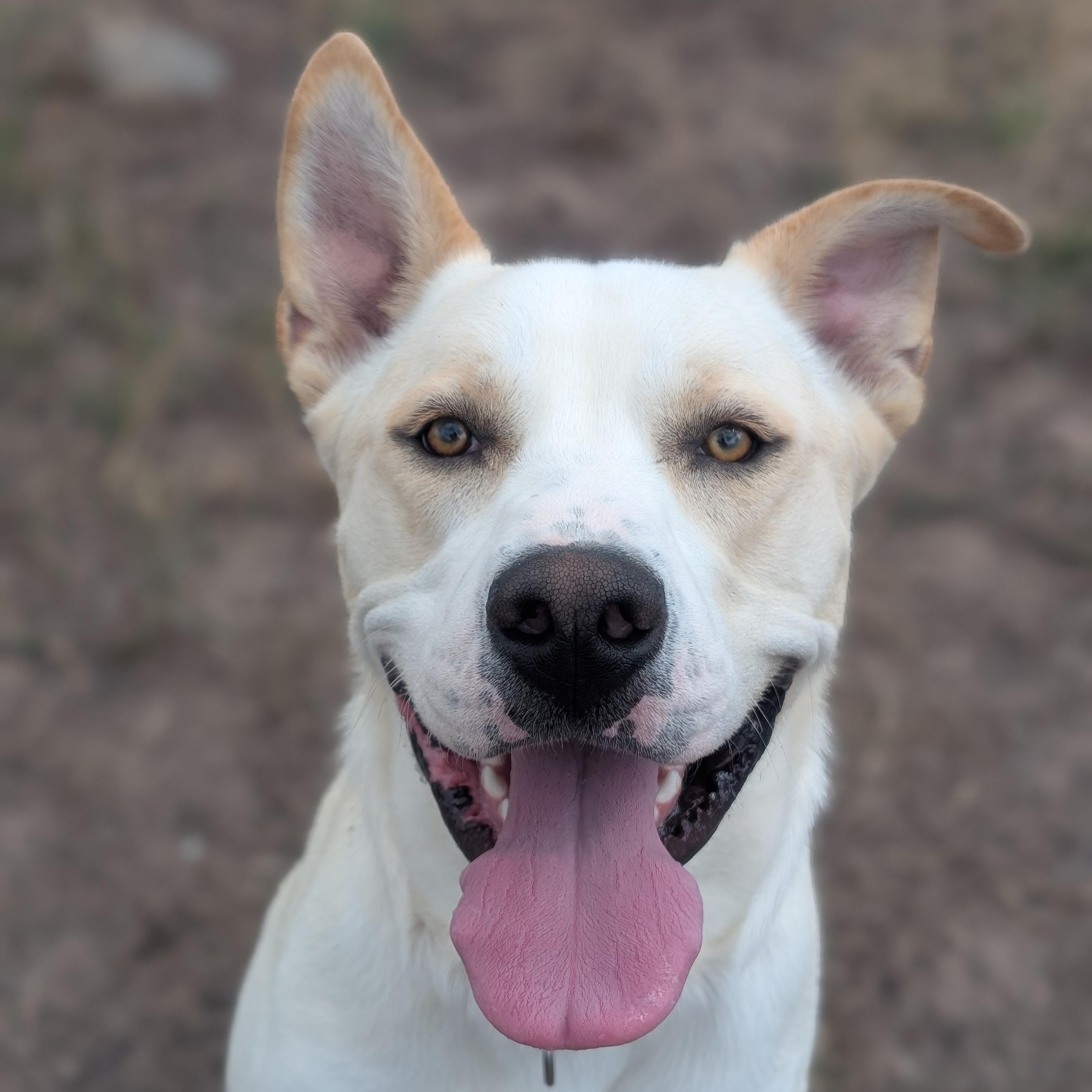 Buddy, a Adoptable mixed breed in Ridgway, CO image 5/6