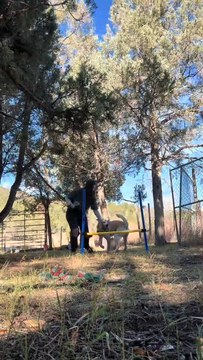 Enlarge Buddy, a Adoptable mixed breed in Ridgway, CO video 6/6