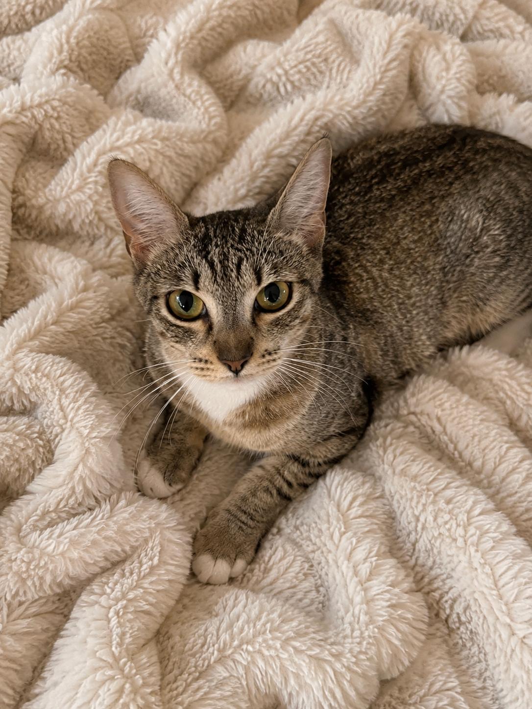 Georgia, ADOPTABLE, Adult Female Domestic Short Hair.