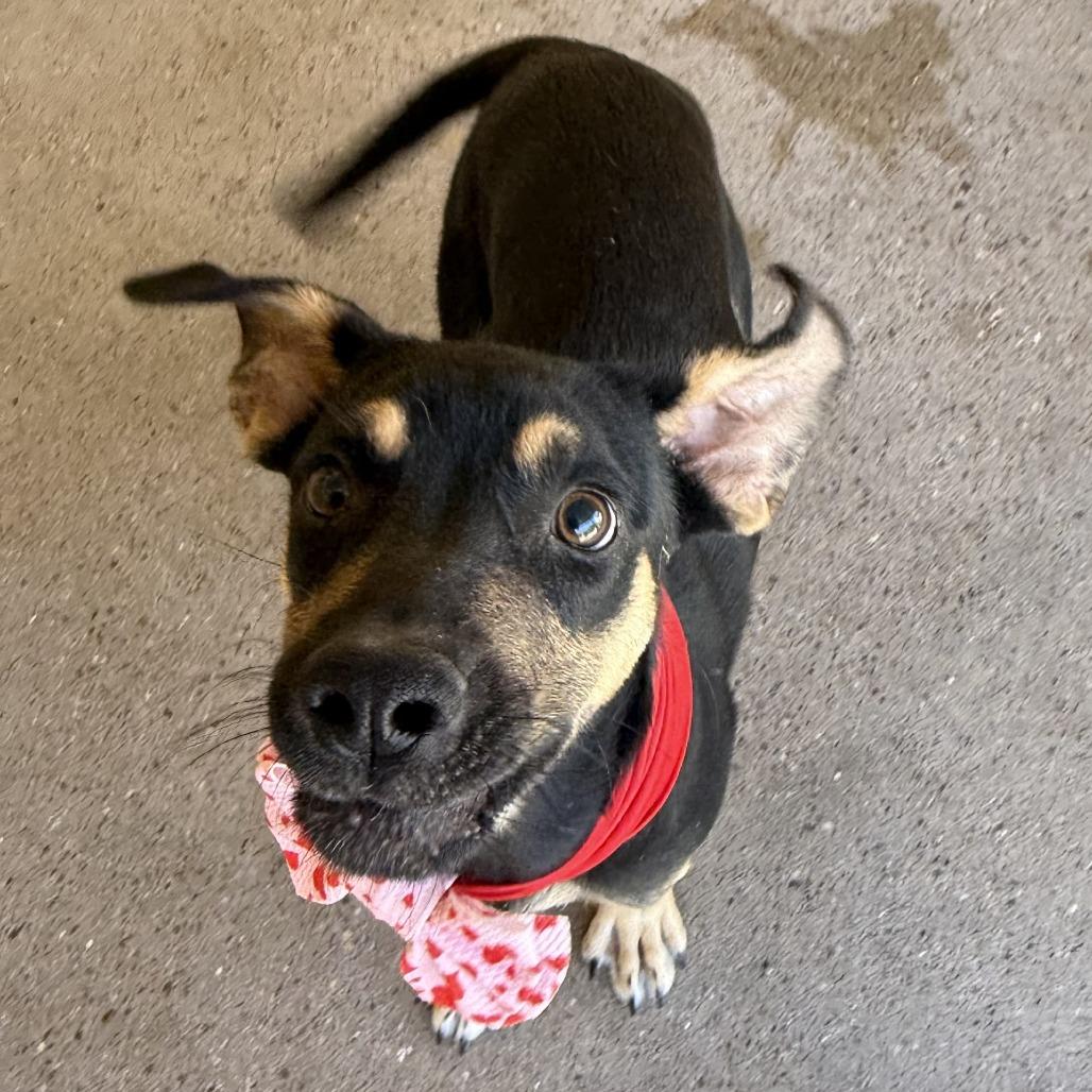 Uma, Adoptable, Puppy Female Mixed Breed.