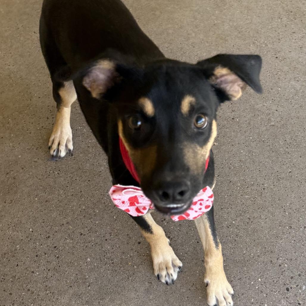 Enlarge Uma, a Adoptable Mixed Breed in Las Cruces, NM image 2/5