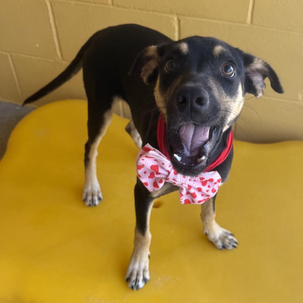 Enlarge Uma, a Adoptable Mixed Breed in Las Cruces, NM image 3/5