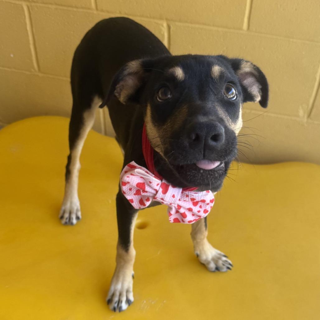 Enlarge Uma, a Adoptable Mixed Breed in Las Cruces, NM image 4/5