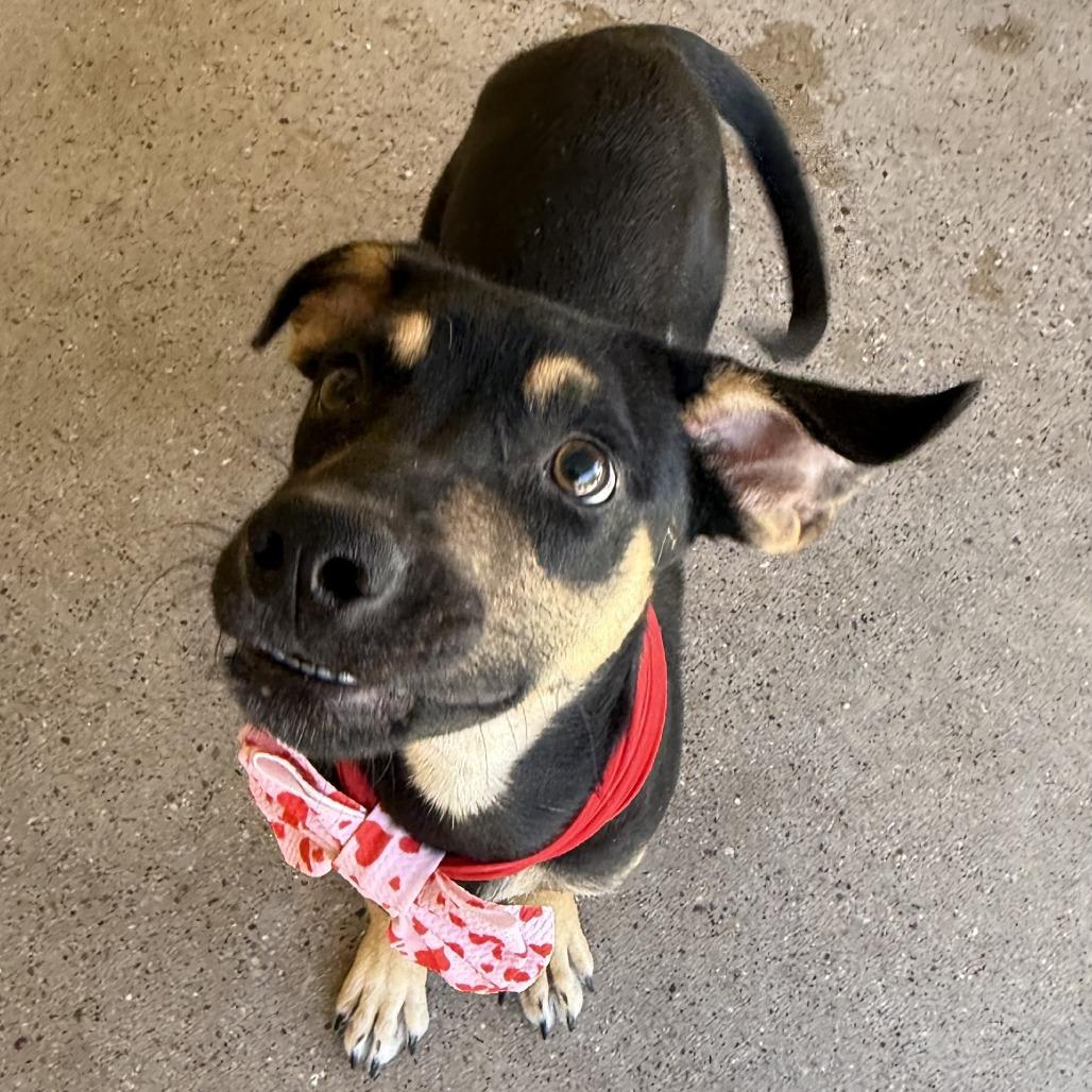 Enlarge Uma, a Adoptable Mixed Breed in Las Cruces, NM image 5/5
