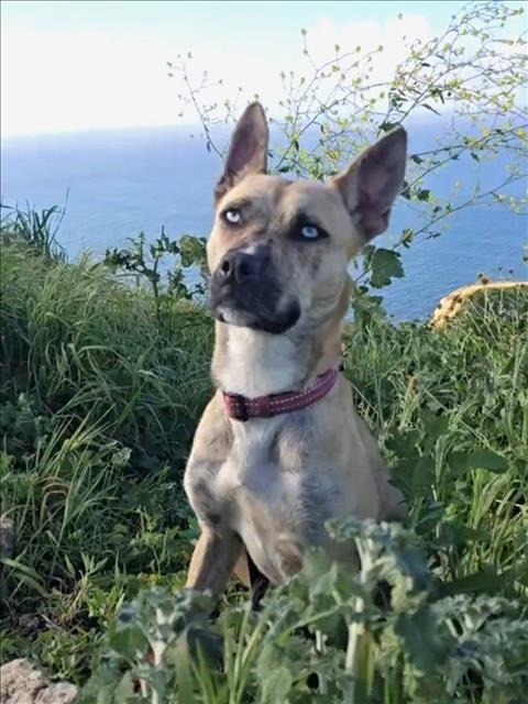 AMELIA, Adoptable, Adult Female Pit Bull Terrier & Husky.