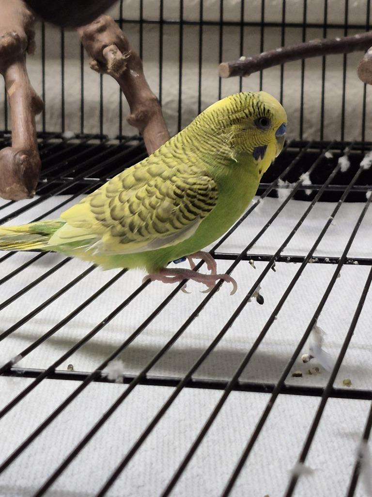 Enlarge Lemon, a Adoptable Parakeet (Other) in Cincinnati, OH image 1/1