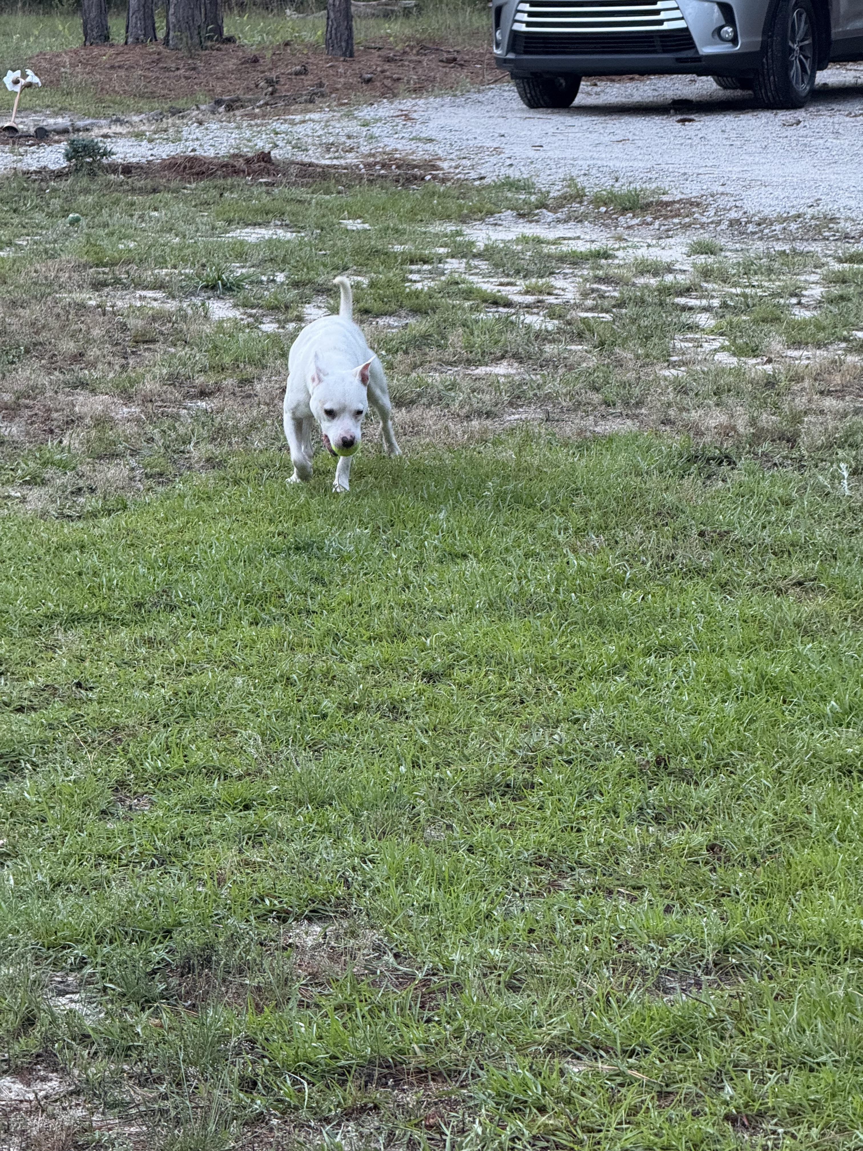 Snow, Adopted, Young Female American Bulldog.