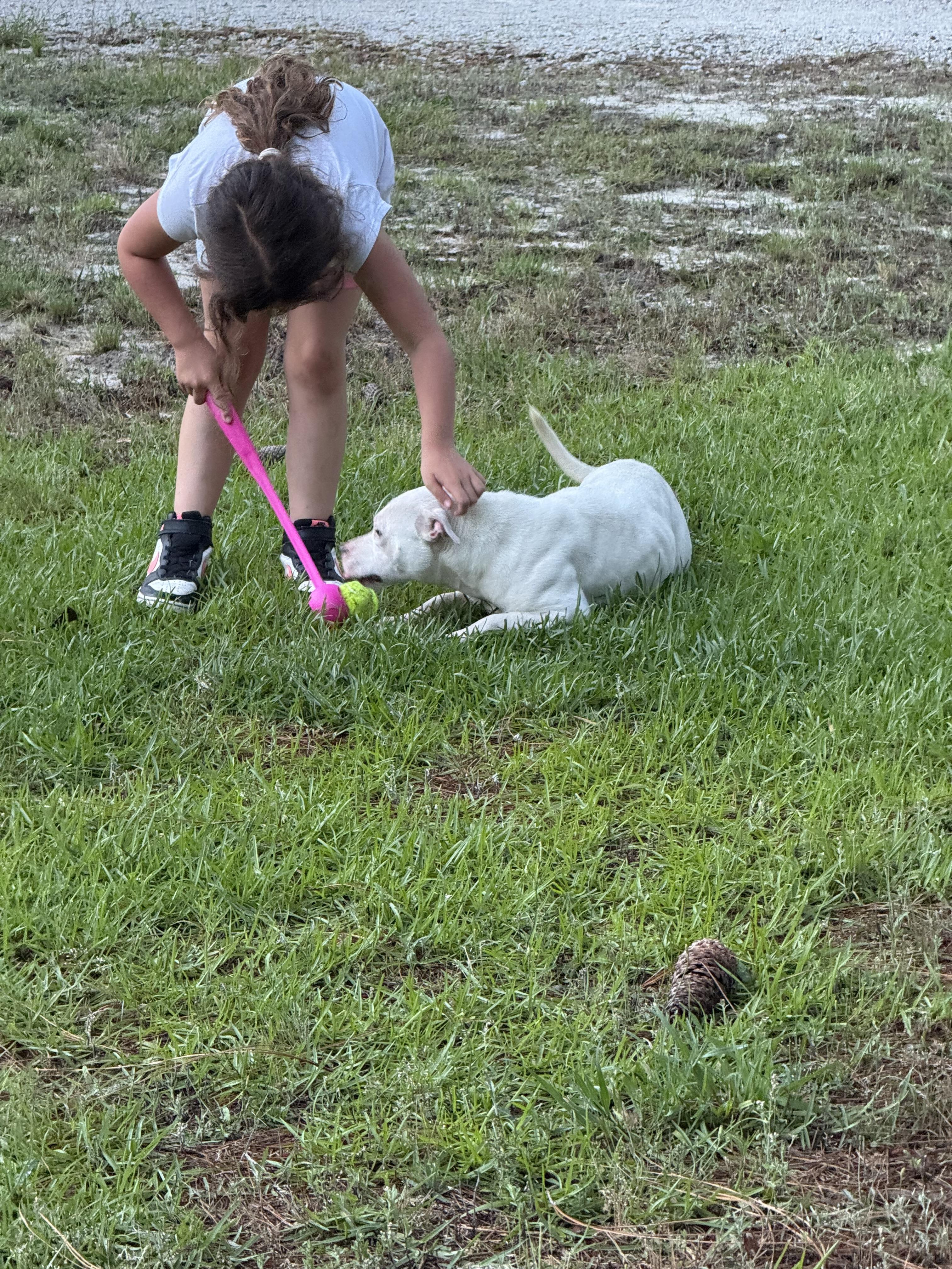 Snow, a Adopted mixed breed in Mount Croghan, SC image 2/4